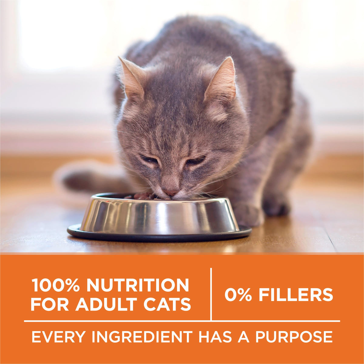 High Protein Dry Cat Food, 7 lb Bag W81387