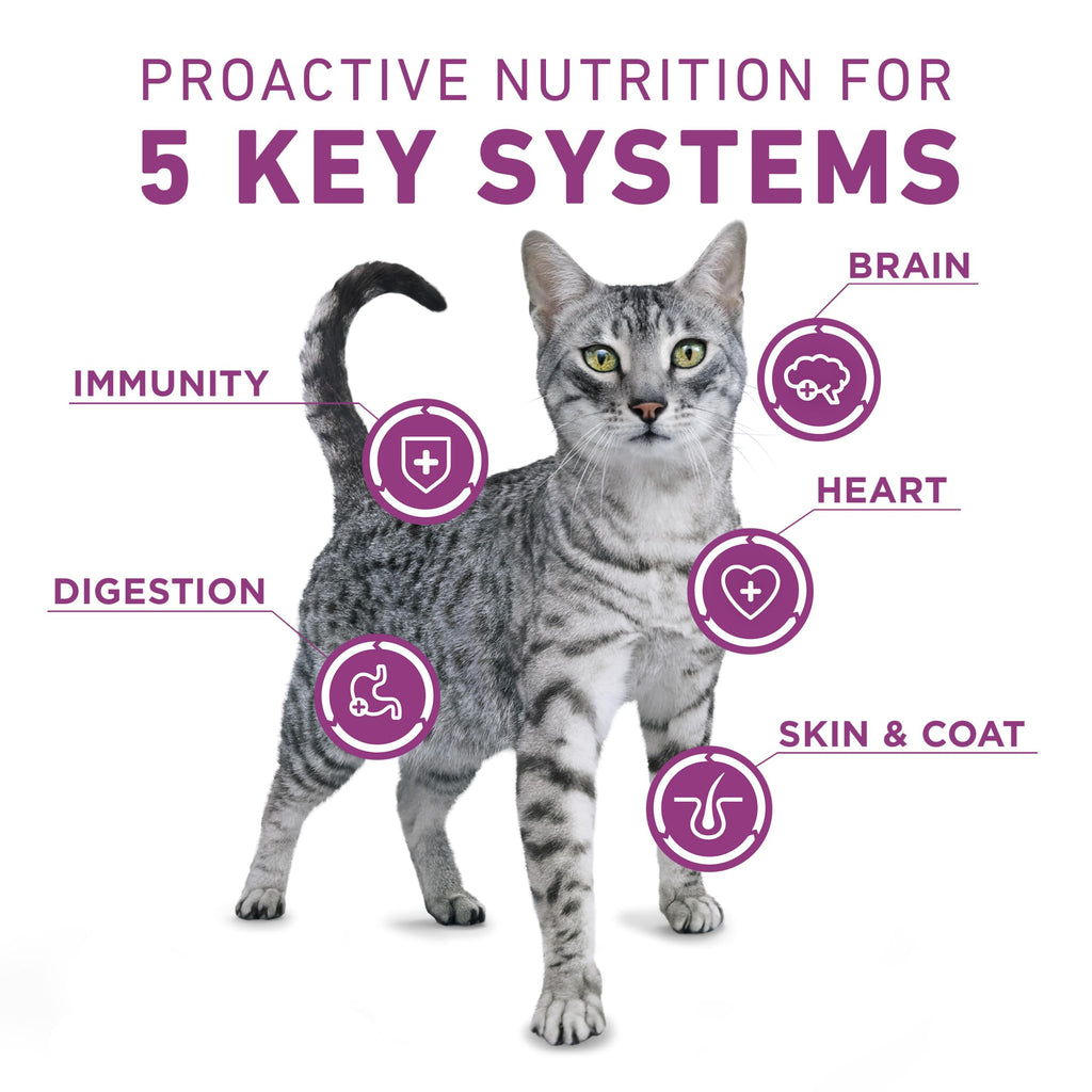 Dry Cat Food 22 lb. Bag Y4152